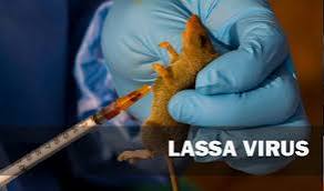 Edo Records 15 Deaths From Lassa Fever